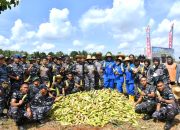 Lanal Banjarmasin Laksanakan Panen Raya Jagung, Dukung Program Ketahanan Pangan Nasional