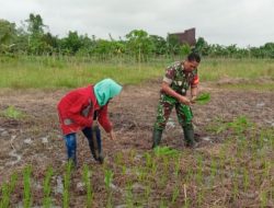 MANTAPKAN Kemanunggalan TNI-Rakyat, Babinsa Bantu Warga Binaan Tanam Padi