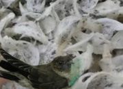 Bisnis Sarang Burung Walet, Menjanjikan dan Hasilkan Untung Berlipat