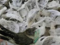 Bisnis Sarang Burung Walet, Menjanjikan dan Hasilkan Untung Berlipat