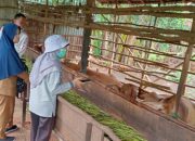 Kuota Sapi Kurban Untuk Persediaan Cukup, di Sampaikan Dinas Peternakan dan Kesehatan Hewan Tala