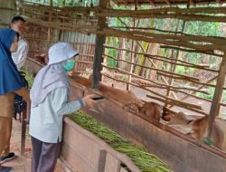 Kuota Sapi Kurban Untuk Persediaan Cukup, di Sampaikan Dinas Peternakan dan Kesehatan Hewan Tala