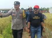 Panen Kali ini Capai Tujuh Ton Per Hektar, Pj Bupati Tala: Agar Menjual Padi Sesuai Harga Pasar dan Jangan di Jual Murah