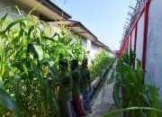 Bukti Komitmen Pembinaan Keterampilan: Warga Binaan Lapas Banjarmasin Sukses Panen Jagung