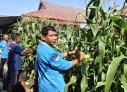 Panen Jagung Manis, Lapas Banjarmasin Sukses Kembangkan Potensi WBP dalam Berkebun