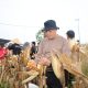 Bagian Ketahanan Pangan, Polda Kalsel Panen 5 Ton Jagung di Lahan Rawa Gambut Banjar