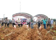 57 Hektare Diborong! Polda Kalsel Kembali Tanam Jagung Tahap II