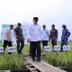 Dari Sawah Barito Kuala, Gubernur Muhidin Pastikan Ketahanan Pangan Kalsel di Tiga Besar Nasional