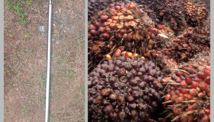 Aksi Nekat di Kebun Sawit PTPN, Dua Pria Diciduk Saat Angkut 1,6 Ton TBS